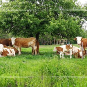 Wycieczka szkolna Podkarpacie – 2 dni | Ciężkowice (CEE + Skamieniałe Miasto) + Magurski PN + Karpacka Troja + nocleg w Iwoniczu