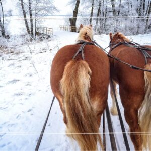 Zimowa wycieczka szkolna Gorczański Park Narodowy – 1 dzień | warsztaty przyrodnicze + kulig + ognisko