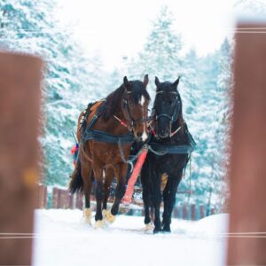 Zimowa wycieczka szkolna Zakopane + TPN – 1 dzień | Centrum Edukacji TPN + Krupówki + kulig w Murzasichlu + ognisko