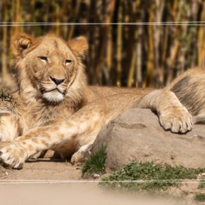 Przyrodnicza Wycieczka Szkolna do Wrocławia 2 dni | ZOO i Afrykarium, Hydropolis, Ogród Japoński, Ogród Botaniczny + Muzeum Przyrodnicze
